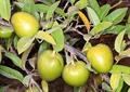 alligator apple  ، swamp apple ، corkwood ، bobwood ، monkey apple